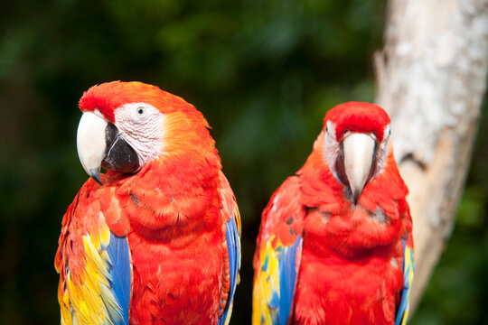 Close-up of Parrots, Mexico