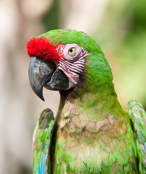 Close-up of Parrot, Mexico