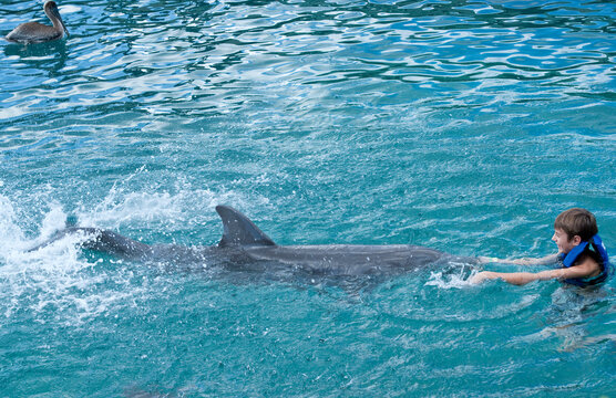 Swimming with Dolphins, Mexico