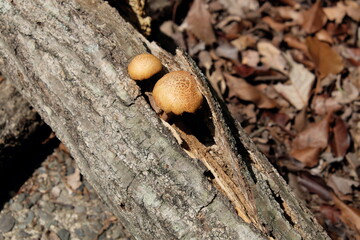 枯れ木から生えたキノコ１