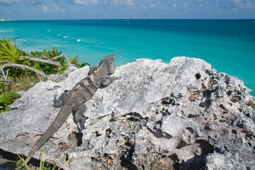 Iguana, Reef Playacar Resort and Spa Hotel, Playa del Carmen, Quintana Roo, Yucatan Peninsula, Mexico