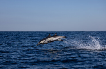 dolphins jumping out of water, common dolphins 
