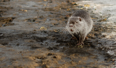 coypu, beaver, winter landscape