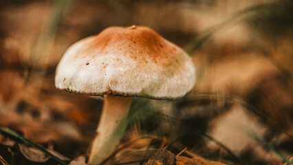 mushrooms in the forest