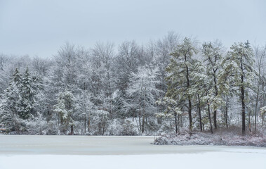 snow covered trees, storm holiday season landscape 