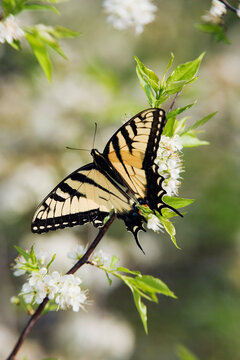 Tiger Swallowtail Butterfly