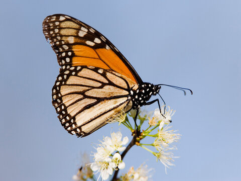 Monarch Butterfly on Branch
