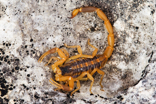 Scorpion on Rock