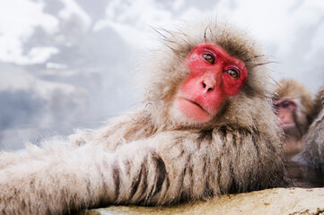 Portrait of Japanese Macaque