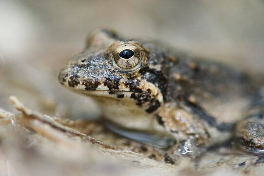 Close-Up of Cricket Frog