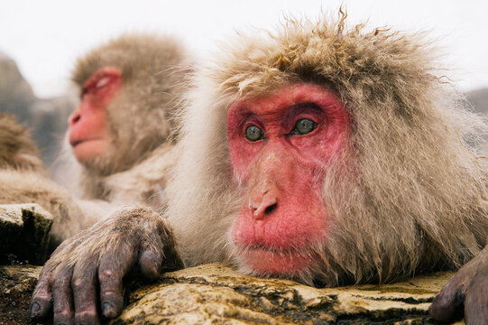 Portrait of Japanese Macaques