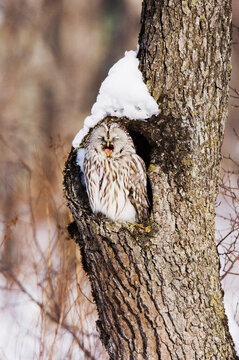 Ural Owl in Tree