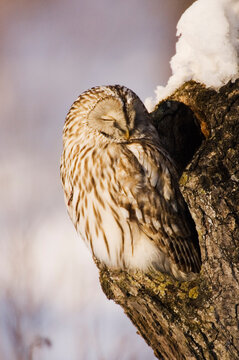 Ural Owl in Tree