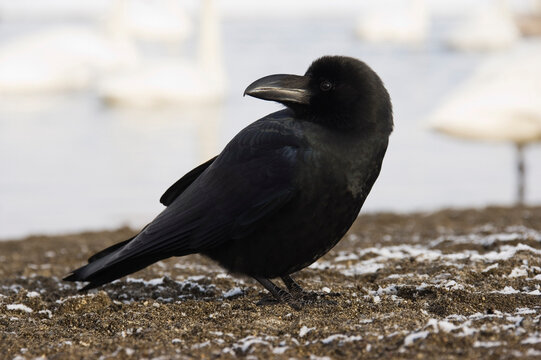 Raven, Lake Kussharo, Hokkaido, Japan