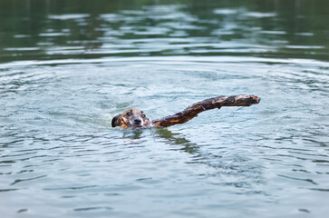 Obraz premium Portrait of Happy dog, Jack Russell swimming playing with a stick in mouth