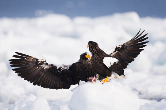 Steller's Sea Eagles, Shiretoko Peninsula, Hokkaido, Japan