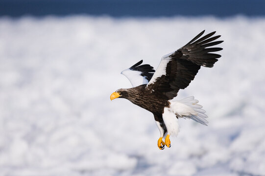 Steller's Sea Eagle, Shiretoko Peninsula, Hokkaido, Japan