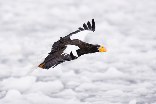 Steller's Sea Eagle in Flight, Shiretoko Peninsula, Hokkaido, Japan