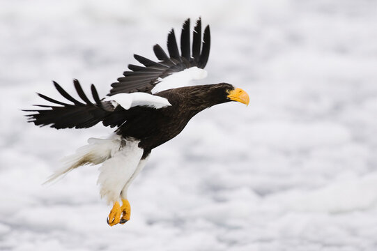 Steller's Sea Eagle in Flight, Shiretoko Peninsula, Hokkaido, Japan
