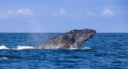 humpback breaching 