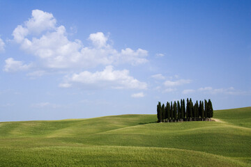 Grove of Cypress Trees, Val d'Orcia, Tuscany, Italy
