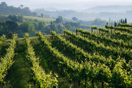 Vineyard, Chianti Region, Tuscany, Italy
