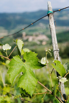 Grape Vine, Montefioralle, Chianti, Tuscany, Italy