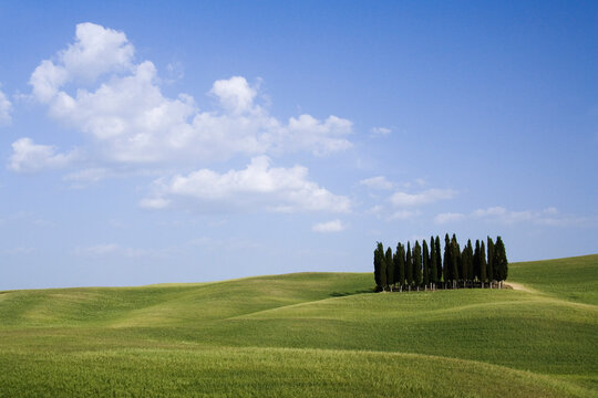 Grove of Cypress Trees, Val d'Orcia, Tuscany, Italy