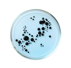Petri dish with bacteria on white background, top view