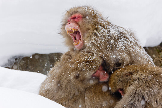 Yawning Japanese Macaque in Huddle, Jigokudani Onsen, Nagano, Japan