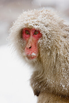 Portrait of Japanese Macaque, Jigokudani Onsen, Nagano, Japan