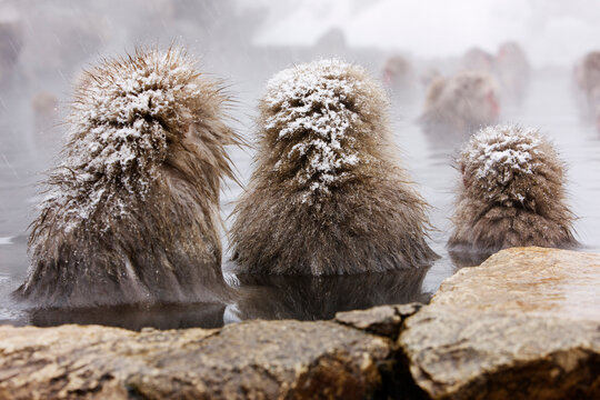 Japanese Macaques in Jigokudani Onsen, Nagano, Japan