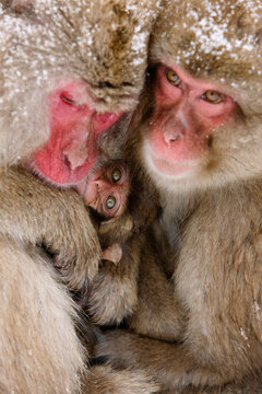 Japanese Macaques Huddled Together, Jigokudani Onsen, Nagano, Japan