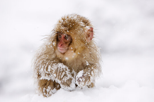 Japanese Macaque Foraging for Food, Jigokudani Onsen, Nagano, Japan