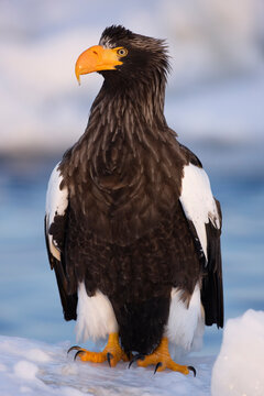 Steller's Sea Eagle, Nemuro Channel, Shiretoko Peninsula, Hokkaido, Japan