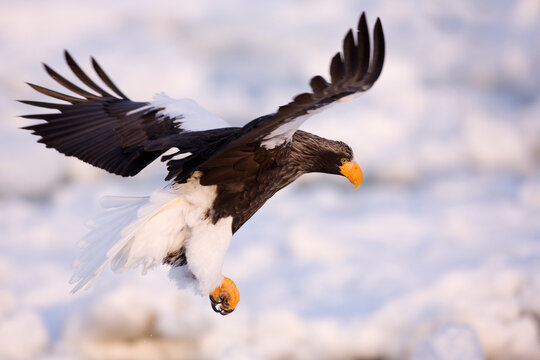 Steller's Sea Eagle Flying, Nemuro Channel, Shiretoko Peninsula, Hokkaido, Japan