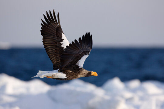 Steller's Sea Eagle Flying, Nemuro Channel, Shiretoko Peninsula, Hokkaido, Japan