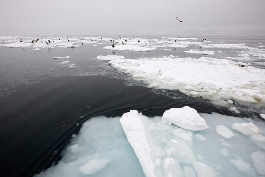 Steller's Sea Eagles on Ice Floes Nemuro Channel, Shiretoko Peninsula, Hokkaido, Japan