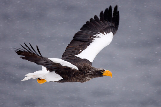 Steller's Sea Eagle in Flight, Nemuro Channel, Shiretoko Peninsula, Hokkaido, Japan