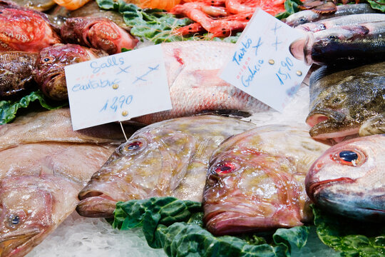 Seafood on Display, Santa Catarina Market, Barcelona, Catalunya, Spain