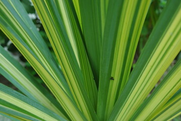 Dracena texture