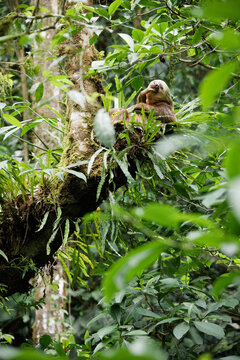 Two-toed Sloth in Tree, Costa Rica