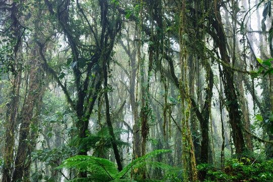 Cloud Forest, Santa Elena, Costa Rica