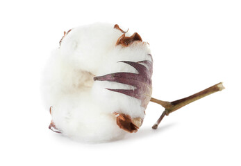 Beautiful fluffy cotton flower isolated on white