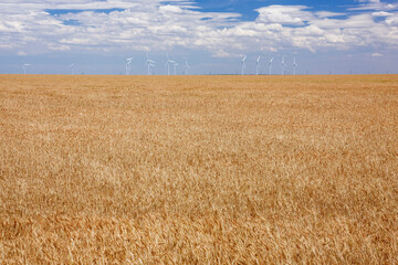 Wind Farm and Wheat Field, Near Amarillo, Texas, USA