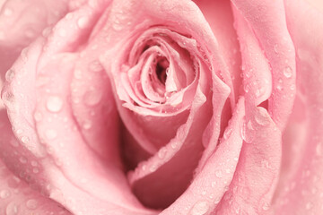Fototapeta na wymiar Erotic metaphor. Rose bud with petals and water drops resembling vulva. Beautiful flower as background, closeup