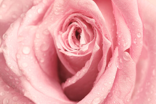Erotic metaphor. Rose bud with petals and water drops resembling vulva. Beautiful flower as background, closeup
