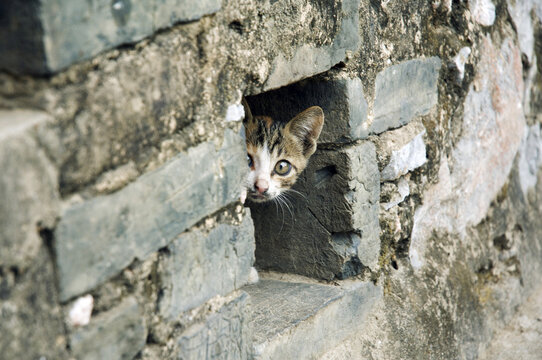 Kitten Peeking out of Wall, Yangshuo, Guangxi Province, China