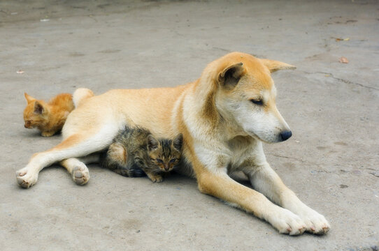 Dog and Kittens, Yangshuo, Guangxi Province, China