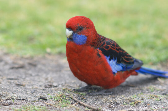 Crimson Rosella Parrot, Wilsons Promontory National Park, Victoria, Australia